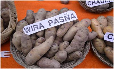 The native potato, a symbol of macho expression in the Quechua culture of Peru